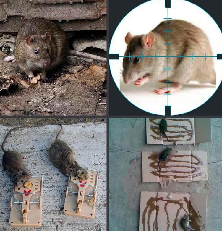 Полное уничтожение крыс и их потомства