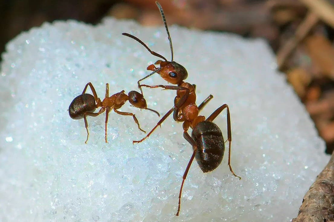 ликвидация муравьев